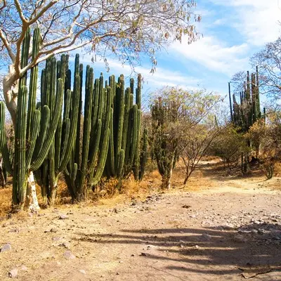 2013 - Sierra de Huautla